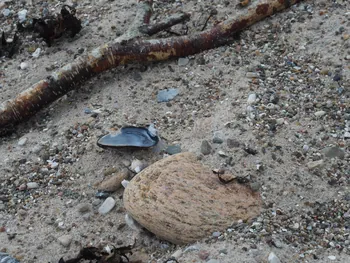 Halshuisene + Enebaerodde Beach (Denemarken)